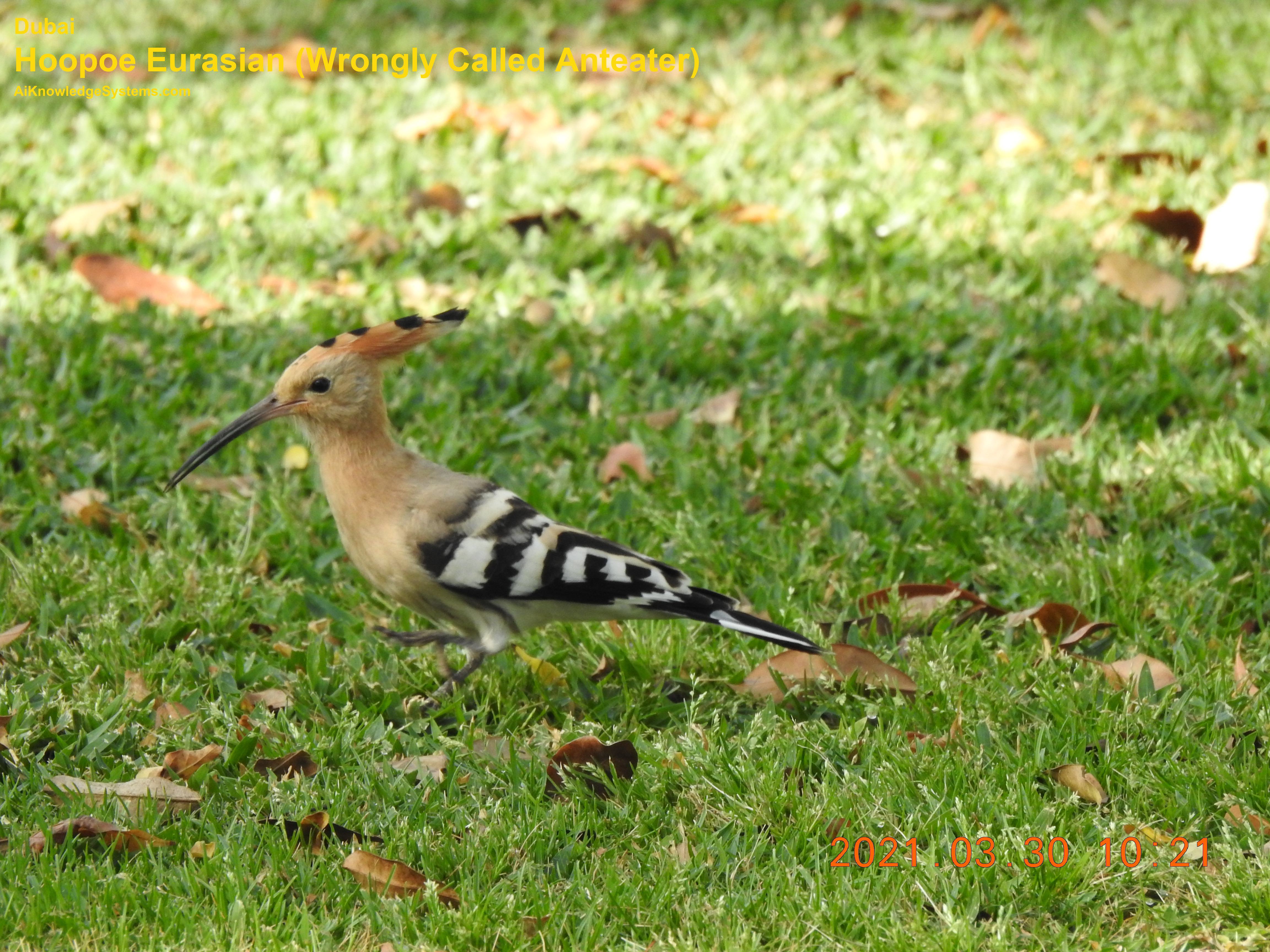 Hoopoe Eurasian (5) Coming Soon